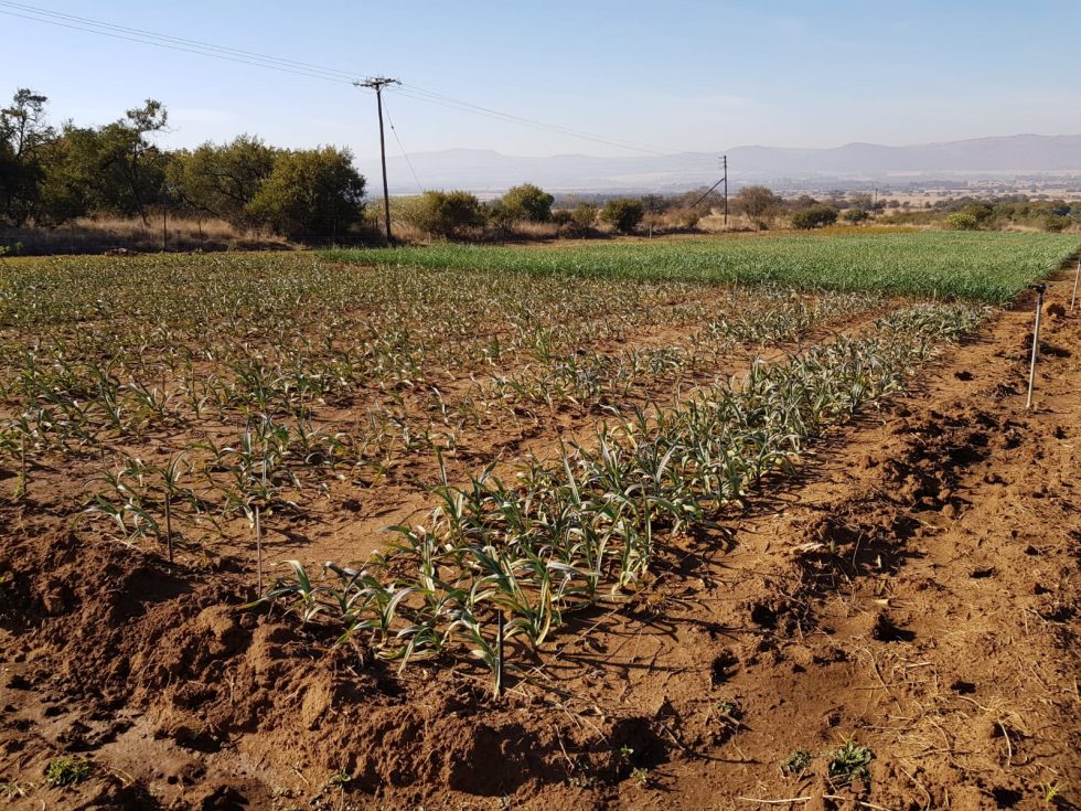 ABOUT US Garlic Farmers SA